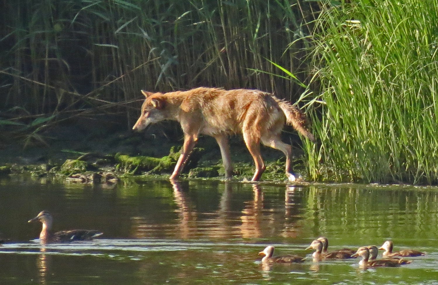 coyotes in south jersey